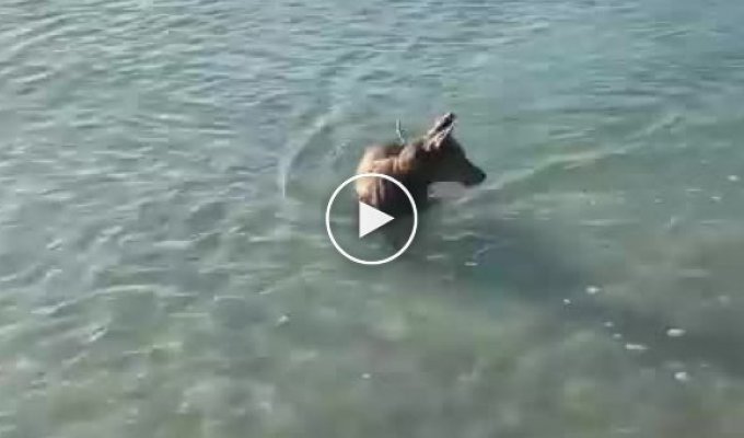 В Австралии смелый пёс прогнал подплывшую к берегу акулу