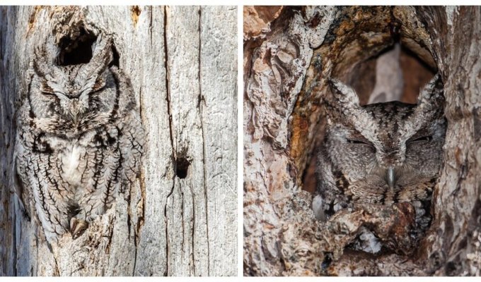 Owls - pros in the field of disguise (18 photos)