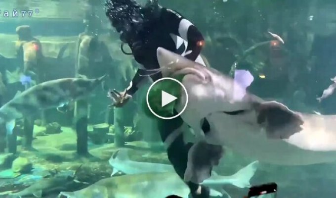 A large fish attacked a diver in an aquarium