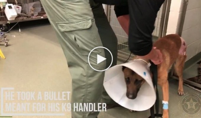 Полицейский пёс спас офицера-напарника, закрыв его от пули во время перестрелки