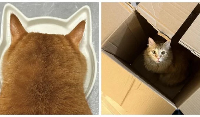 25 Proofs That Orange Cats Are the Main Antidepressants in Our Lives (26 photos)