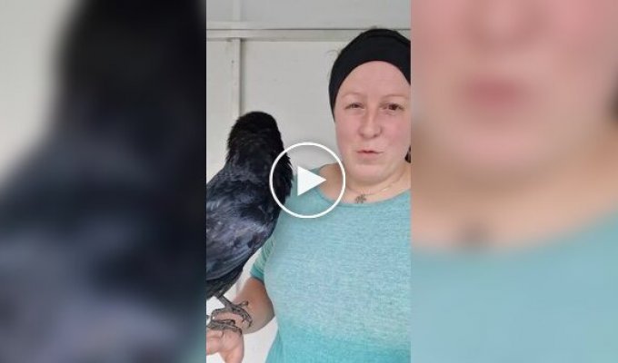 Ручной ворон поражает всех своим человеческим голосом