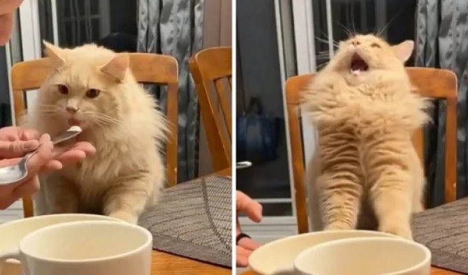 Can cats eat ice cream and why do they react so strangely to it (6 photos + 1 video)