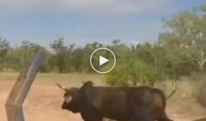 Отлов быков в Австралии