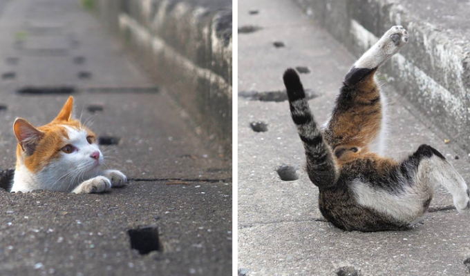 Бродячие кошки нашли необычное применение для ливневой канализации (44 фото)