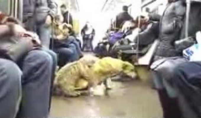 Собаки занимаются делом в метро