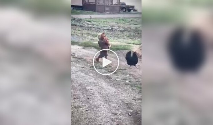 Ребенок донес сбежавшую курицу, несмотря на конфуз