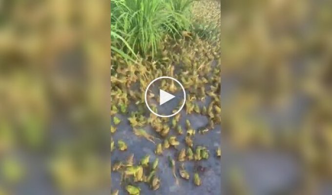 Брачный сезон у лягушек