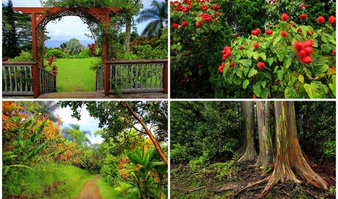 Сады острова Мауи (32 фото)