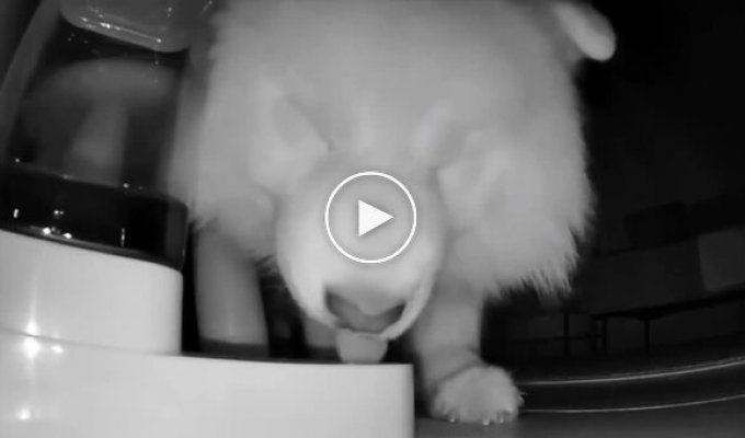 A sleepy dog ​​gets up in the middle of the night for a drink of water—and becomes an internet star