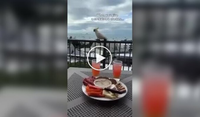 Девушка пожалела, что угостила попугая печеньем