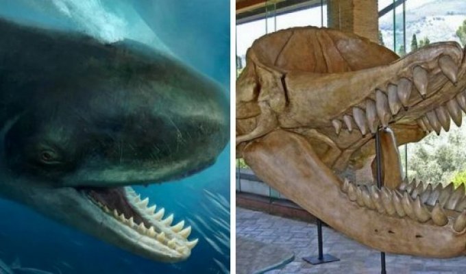 "Доисторические монстры": подборка впечатляющих останков давно вымерших существ (14 фото)