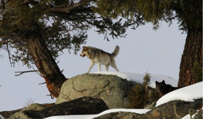 Как 14 волков изменили Йеллоустонский национальный парк (3 фото)
