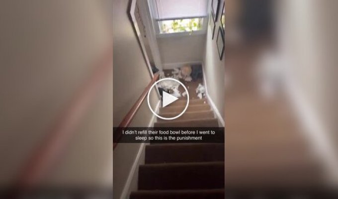 Owner punished: woman shows what happens if you forget to feed cats