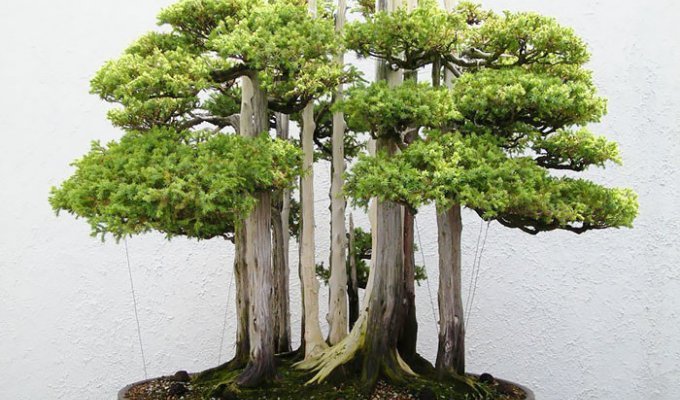 28 изумительных деревьев бонсай (28 фото)