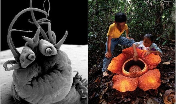 16 Incredible Things From The Natural World That Prove Our Planet Is Weird (18 Photos)