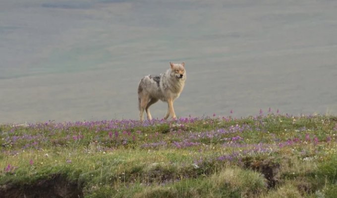 The Tundra Wolf: Predator at the Edge of the World (10 Photos)