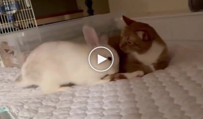 Кролик и кот доминируют друг над другом