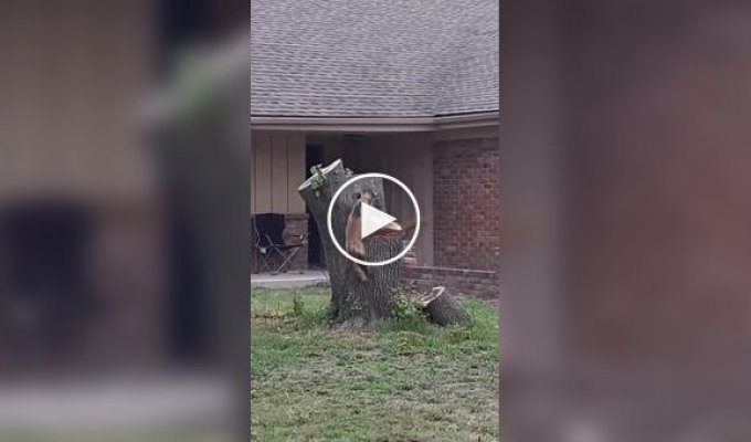 A fox tries to catch a squirrel