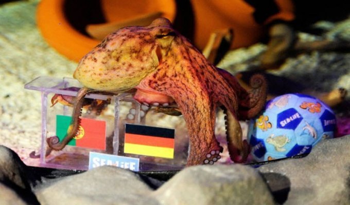 Евро-2012: Кто станет преемником осьминога Пауля? (9 фото)