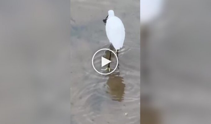 The heron saved the fish