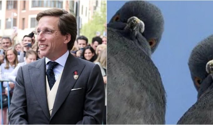 Мадридский голубь решил поправить речь мэра (1 фото + 1 видео)