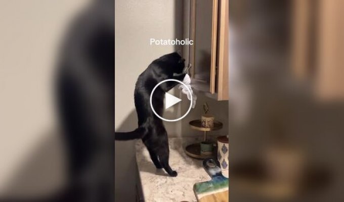 Кошка, которая обожает картошку