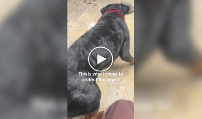 Необычная реакция собаки на черепаху