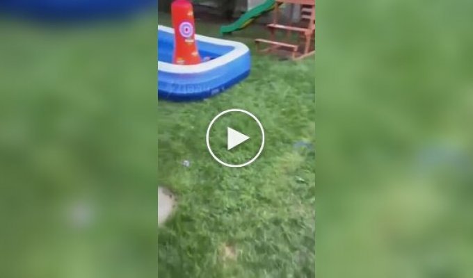 Парень помог изможденной белке выбраться из бассейна