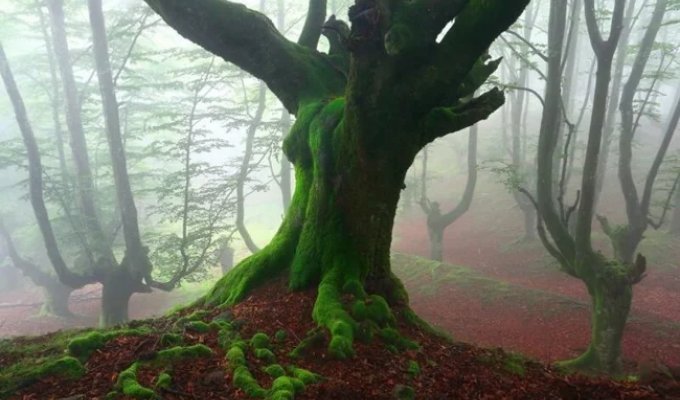 The Enchanted Forest of Spain's Basque Country (10 Photos)