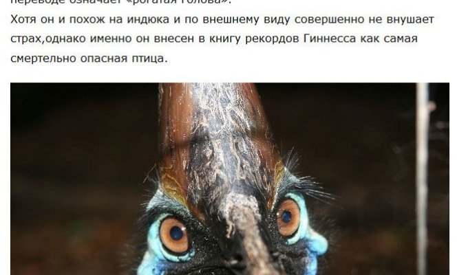 Казуар - птица, которой не стоит попадаться на пути (4 фото)