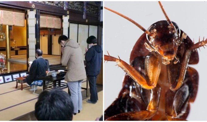 A Japanese pesticide company held a memorial service for the killed insects (2 photos)