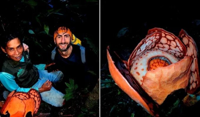 Не смог  сдержать слёз: мужчина 13 лет искал один из редчайших  цветков в индонезийских джунглях (6 фото + 1 видео)