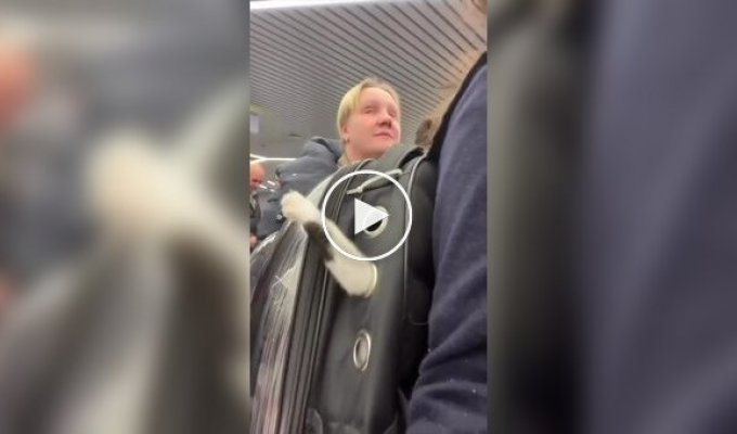 Транспортировка буйного пушистого пассажира