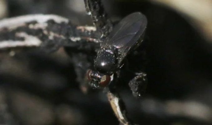 Oil fly: the only animal on the planet that lives in crude oil (7 photos)