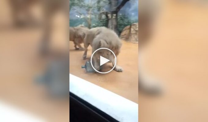 Львы играют с большой бутылкой