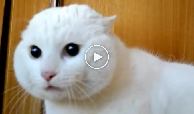 Белый кот боится головы