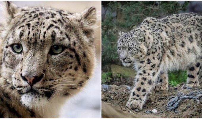 For the first time in 93 years: snow leopards were brought to the zoo in England (11 photos + 1 video)