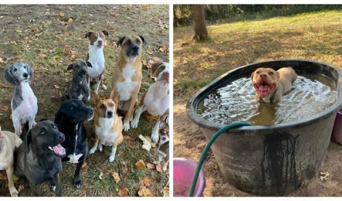 Meet the couple who have adopted 12 homeless dogs (19 photos)