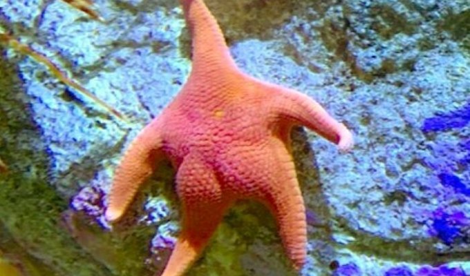 How do starfish eat? It's just a nightmare! (7 photos)
