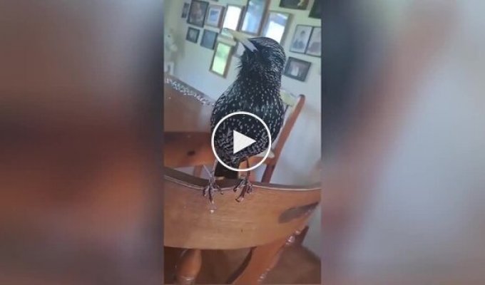 Talking bird: a starling imitating the speech of its owner