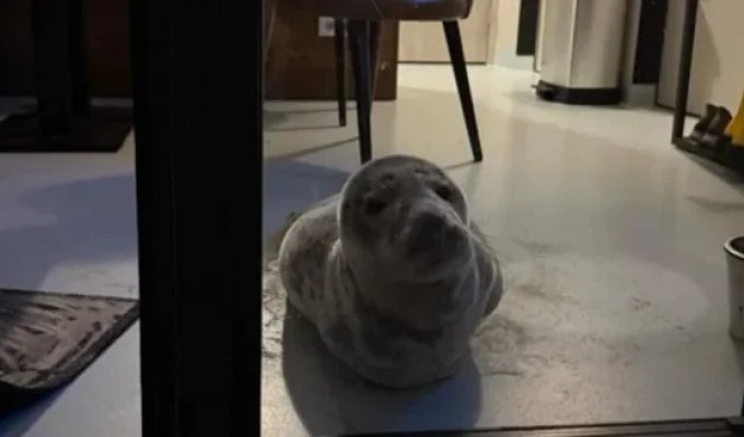 A seal snuck into a Dutch hotel room to sleep (4 photo)