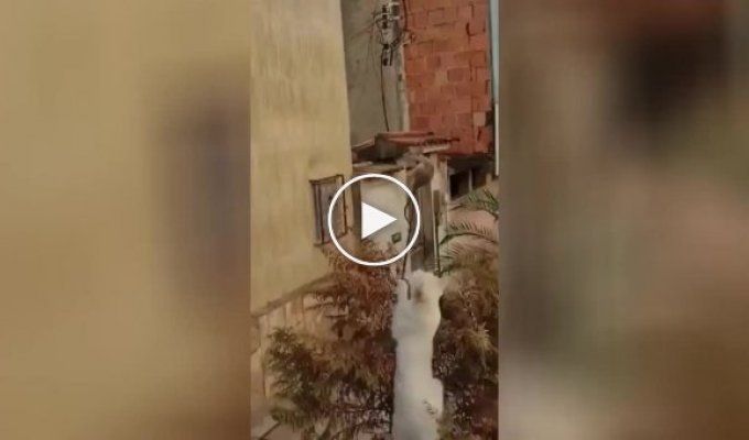 «Иди сюда, хвостатый»: экстремальную охоту кота на крысу сняли на видео