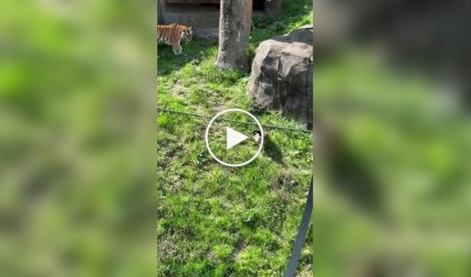 Гусь отказался стать добычей тигра