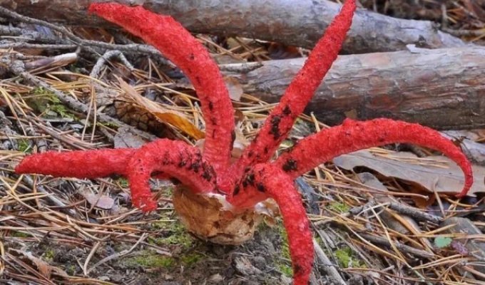 Люди показали безумные находки, от которых становится жутко (20 фото)