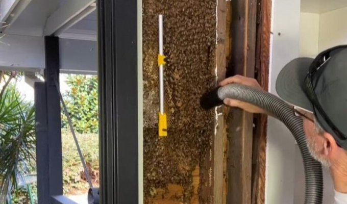 An Australian removed a hive with a large number of bees from a residential building (4 photos + 1 video)