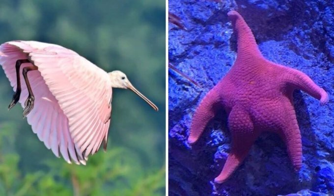 Pink animals: 15 unique species (17 photos)