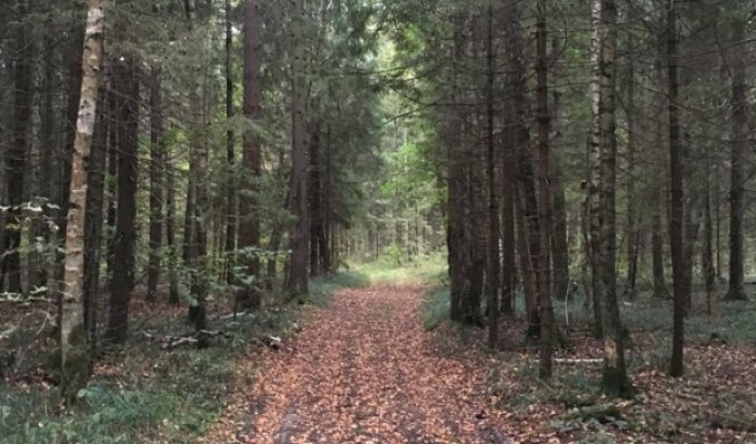 Будьте бдительны, гуляя по лесу (6 фото)