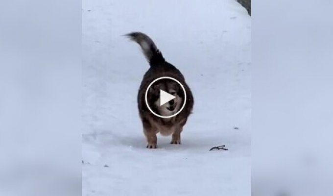 Пес с пропеллером