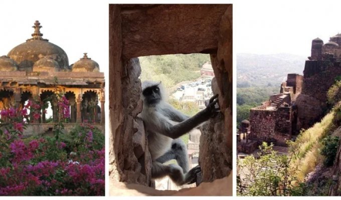 Fort Ranthambore - an ancient citadel and the kingdom of tigers (20 photos + 1 video)